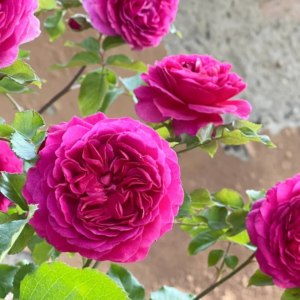 Gabriel Oak Rose