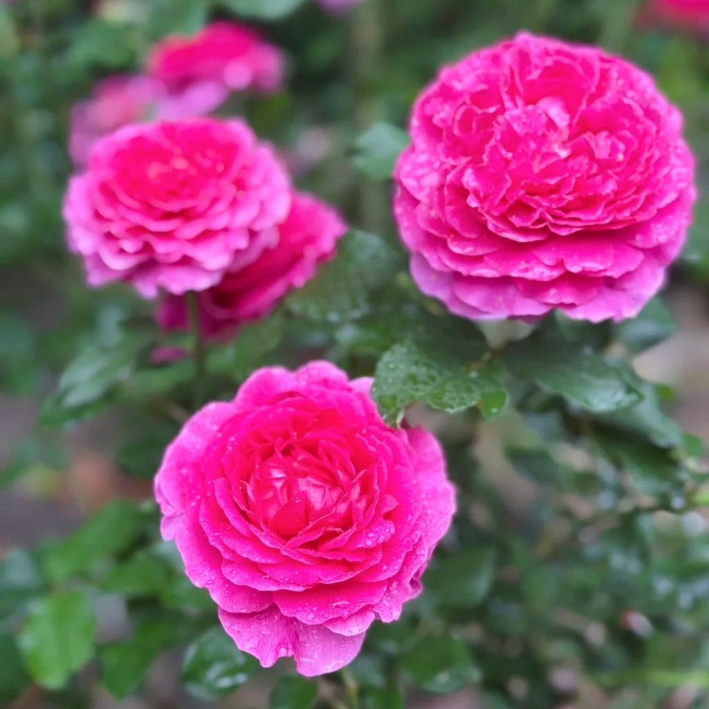 Gabriel Oak Rose