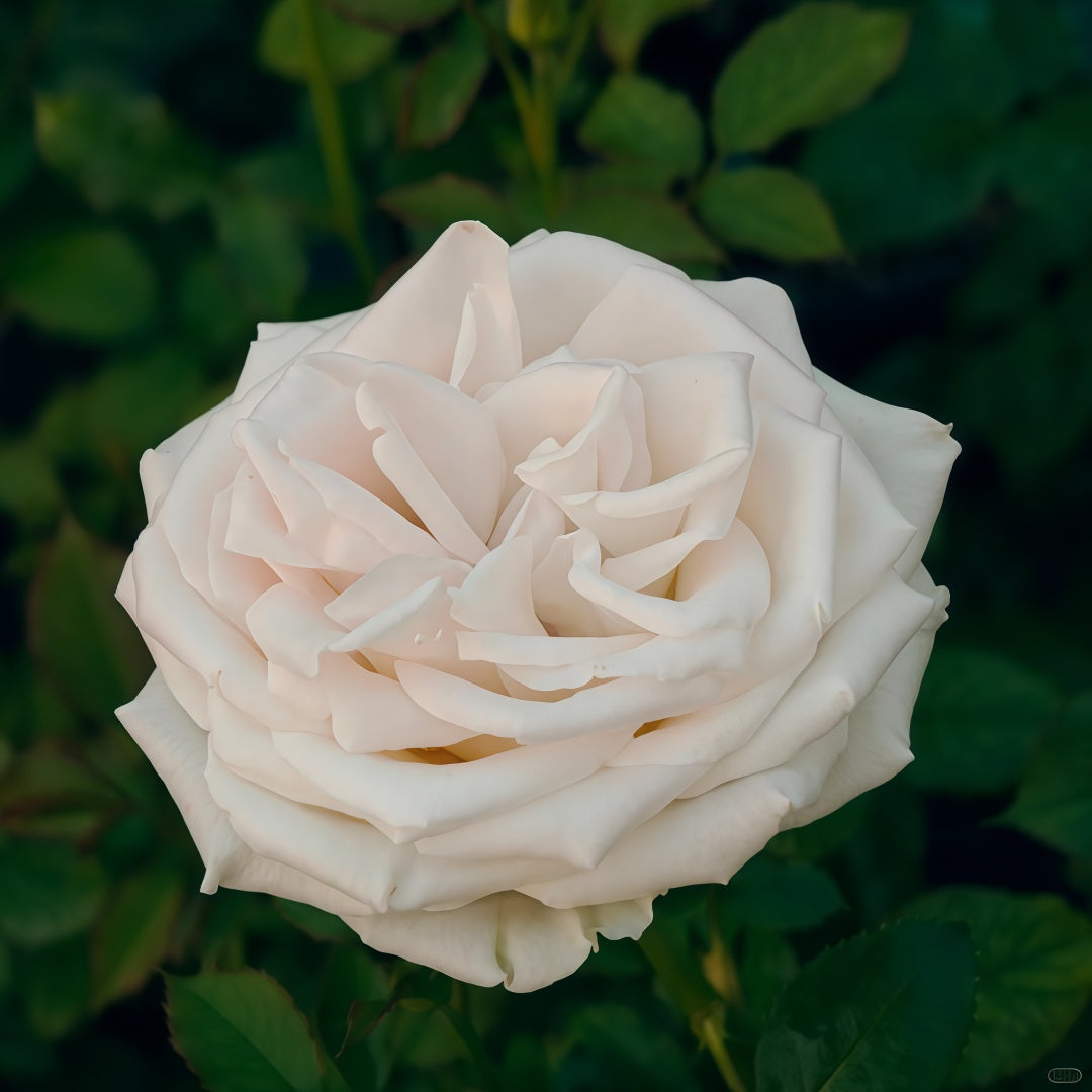 Ghobi Rose