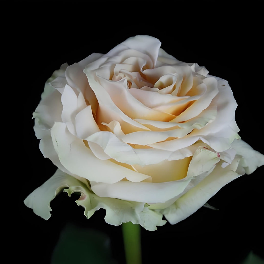 Ghobi Rose
