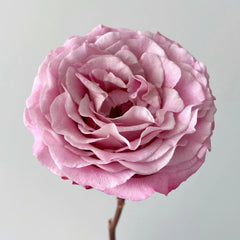 Ginette Rose