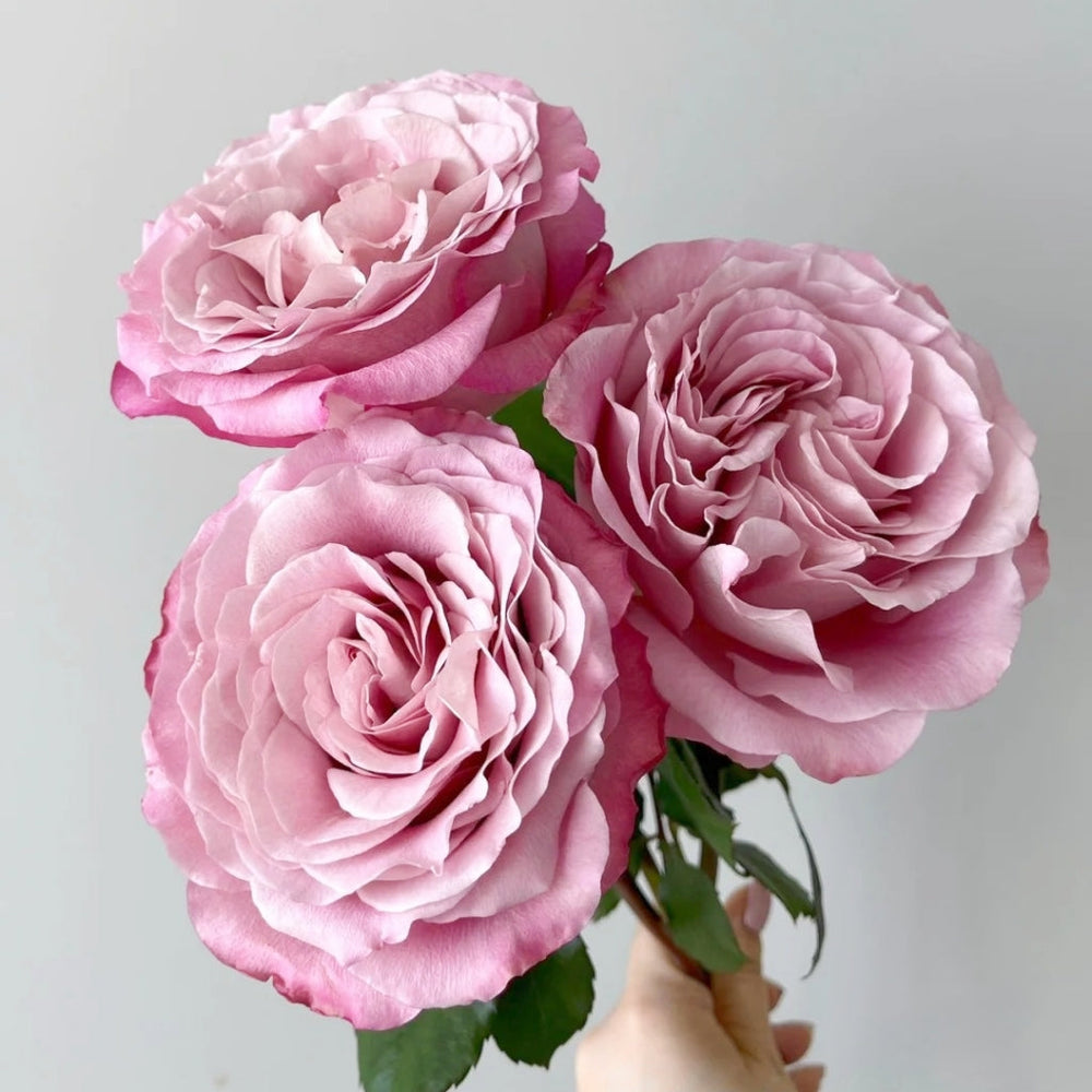Ginette Rose