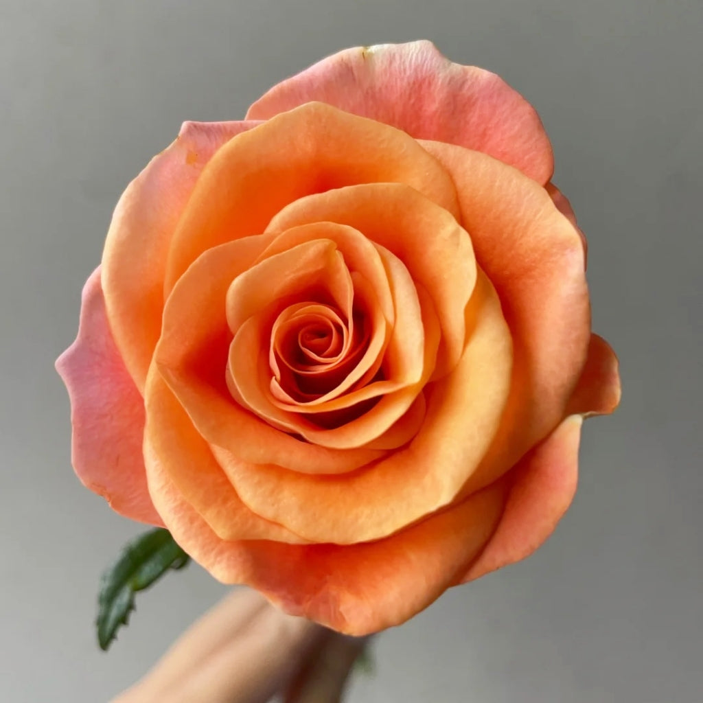 Ginger Cat Rose