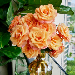 Ginger Cat Rose