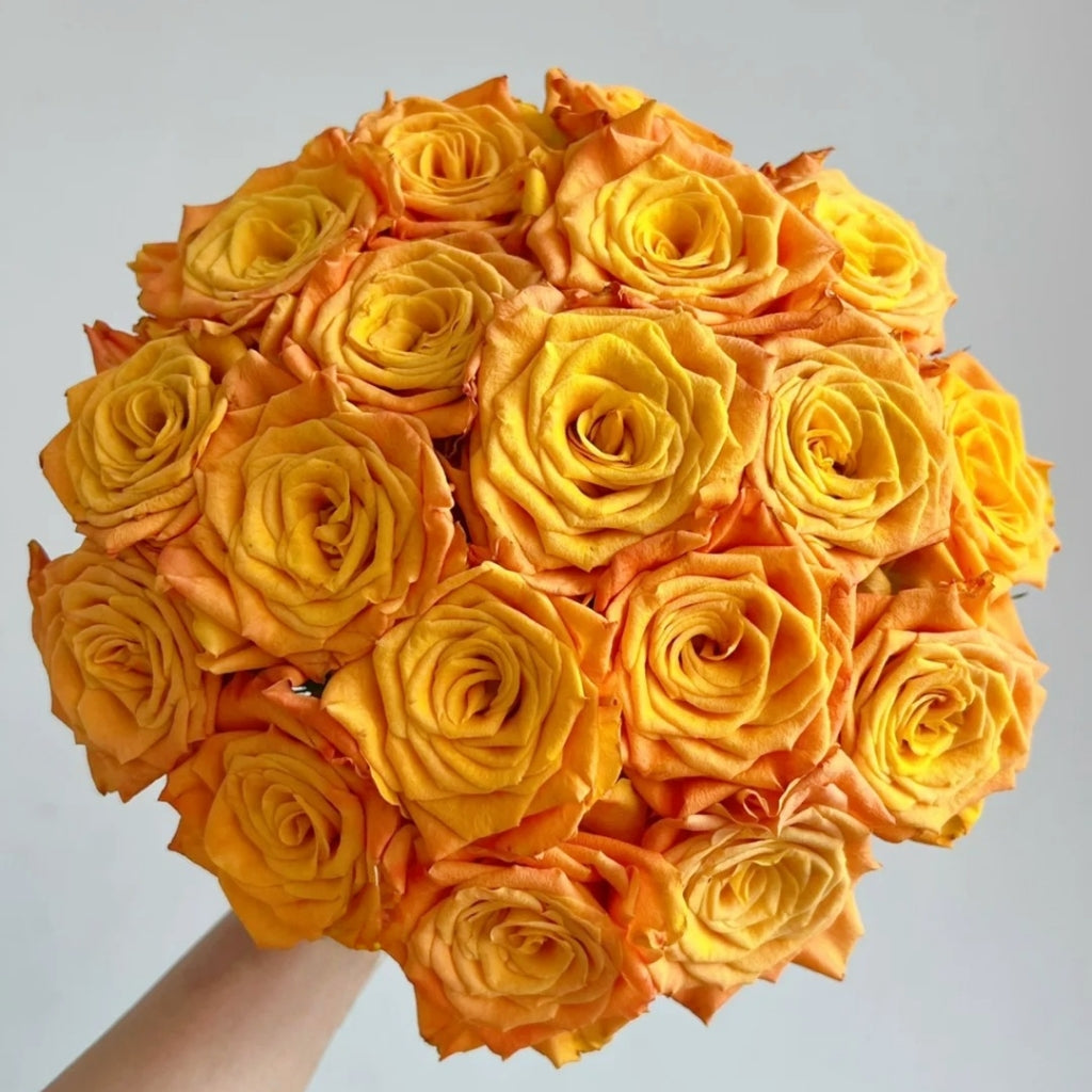 Gold Coast Rose