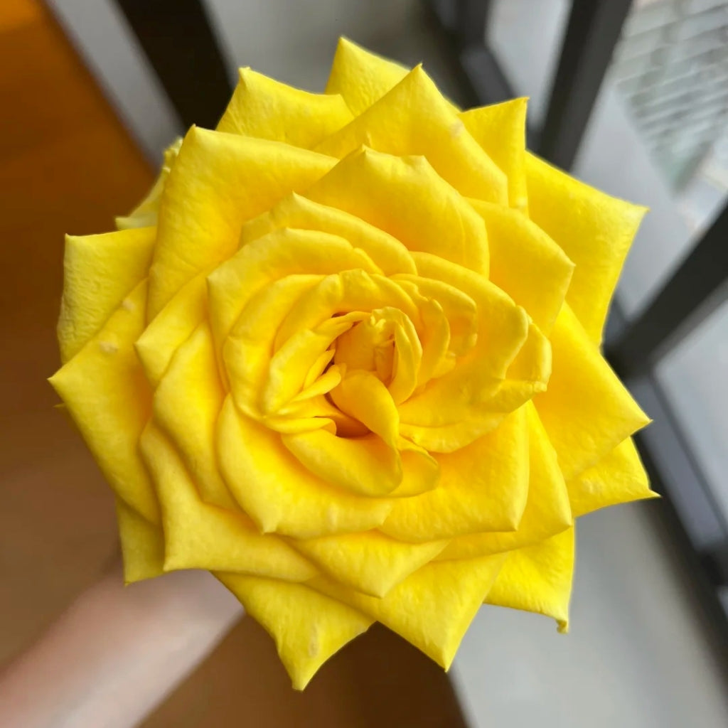 Goldfinch Rose
