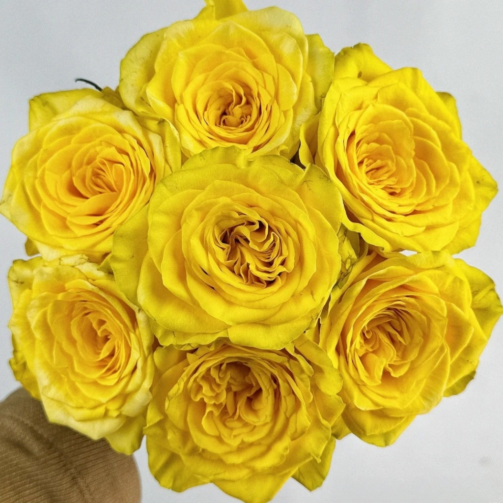 Goldfinch Rose