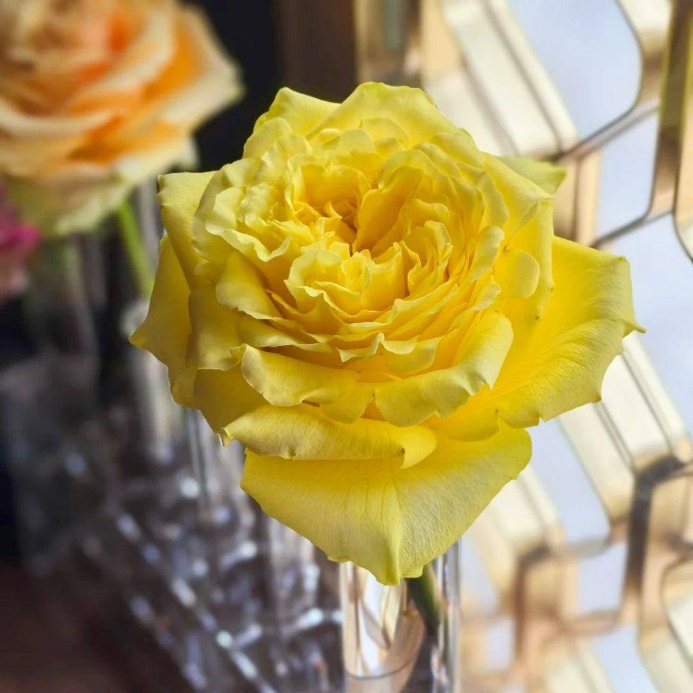 Goldfinch Rose