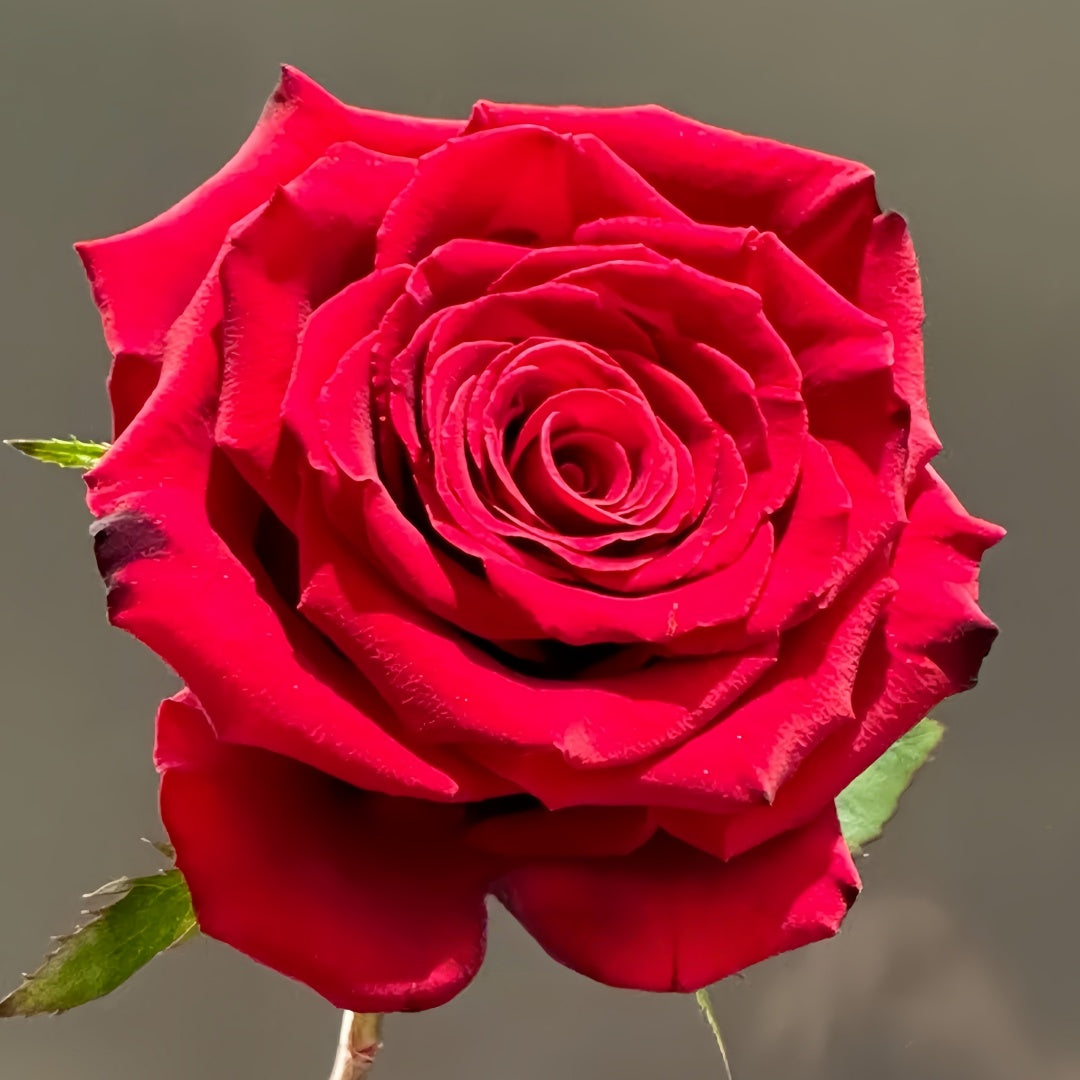 Grand Chateau Rose