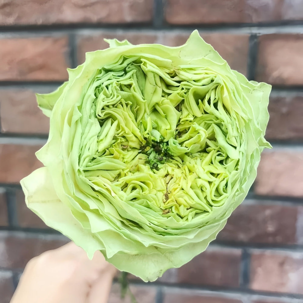 Green Eye Rose