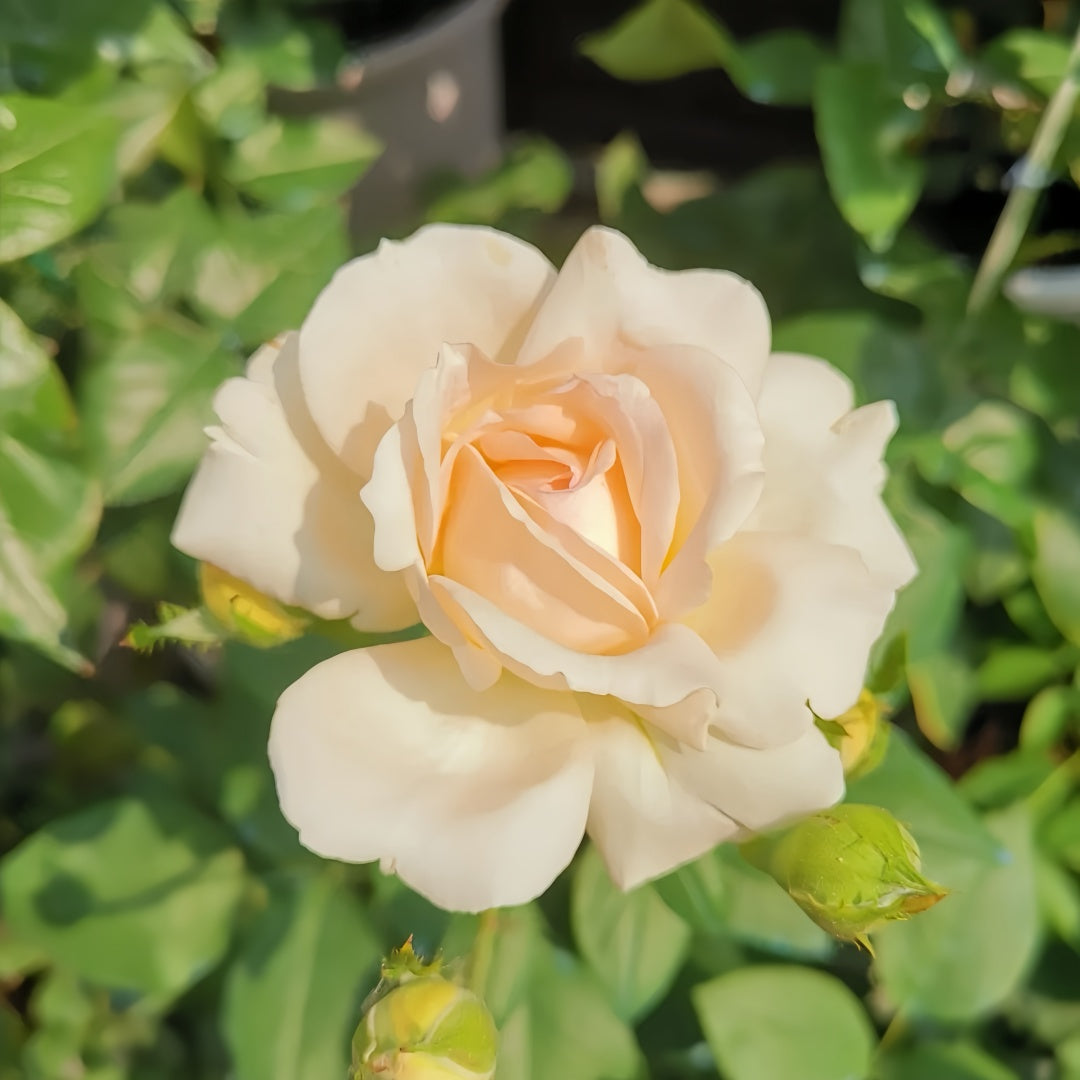 Gruaud Larose Rose