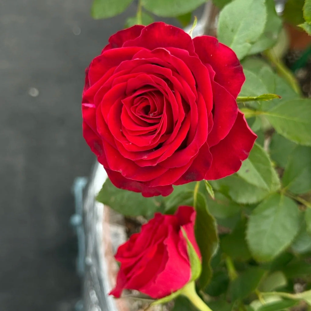 Hallelujah Rose