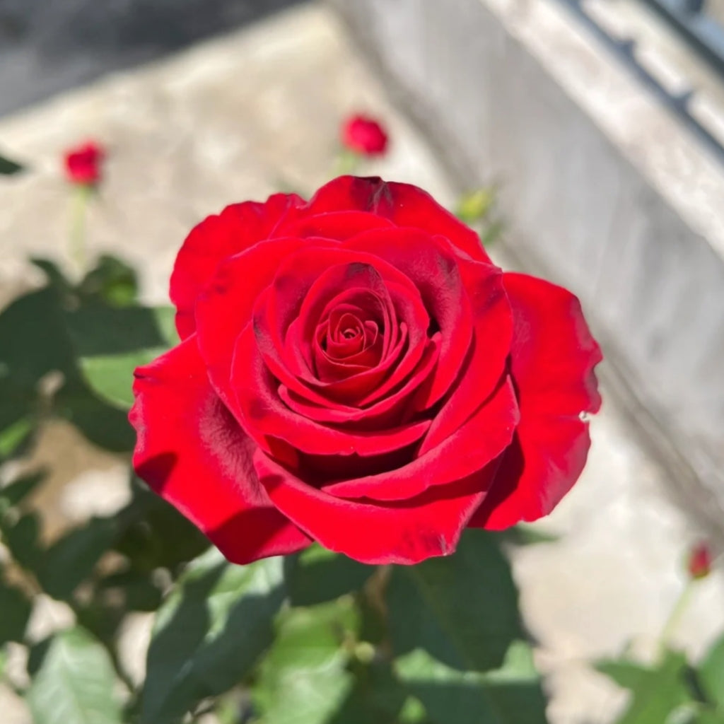 Hallelujah Rose