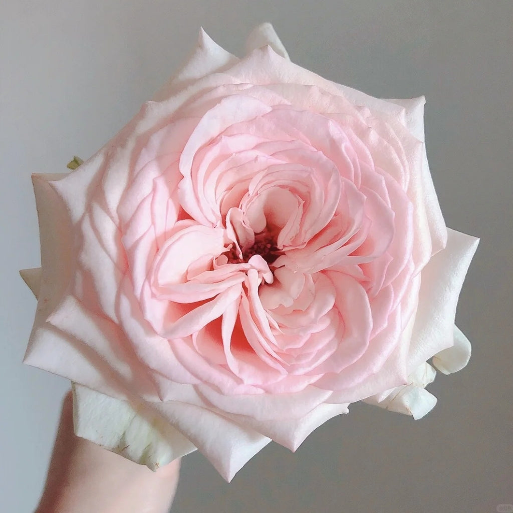 Hanxiang Rose