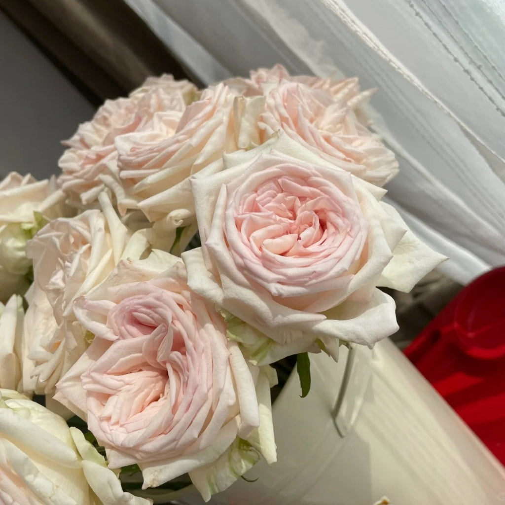 Hanxiang Rose