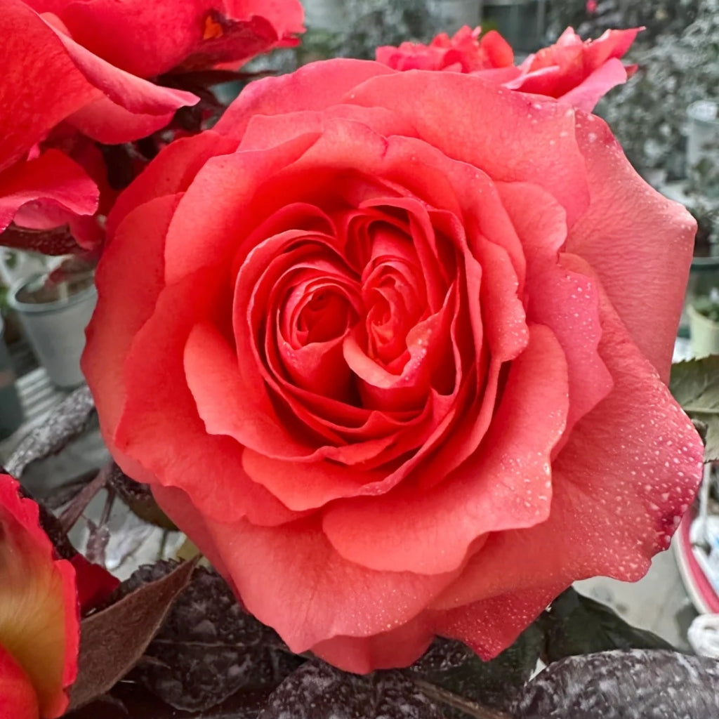 Hard Rock Rose