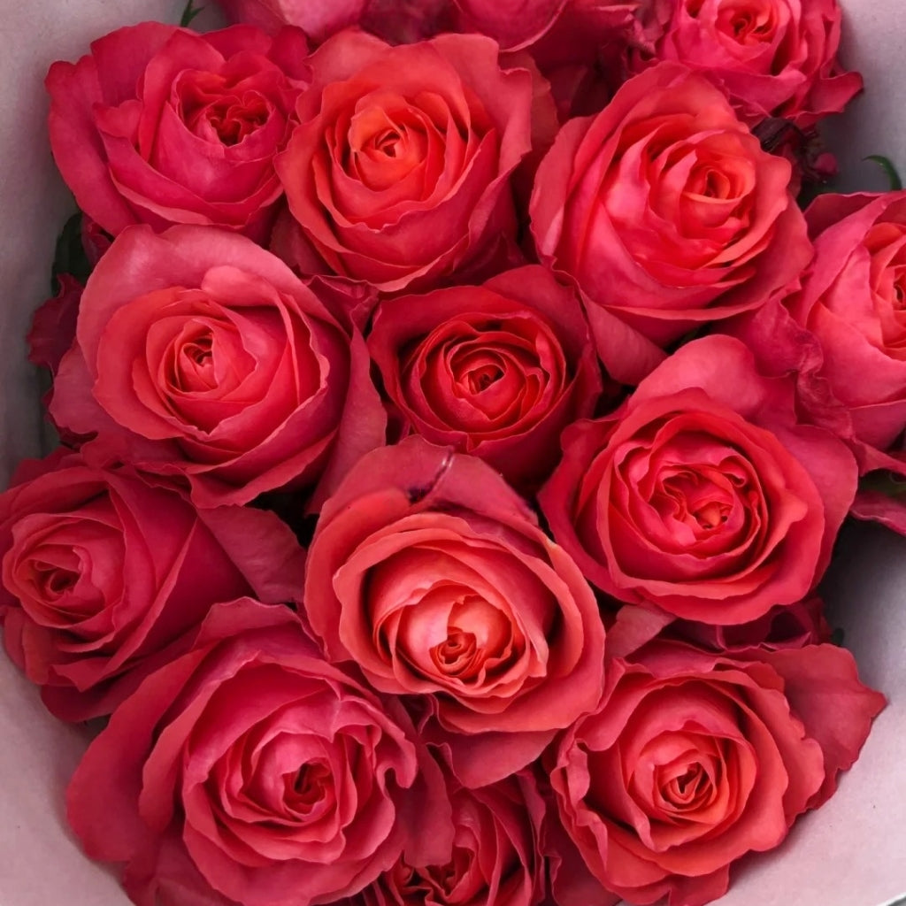 Hard Rock Rose