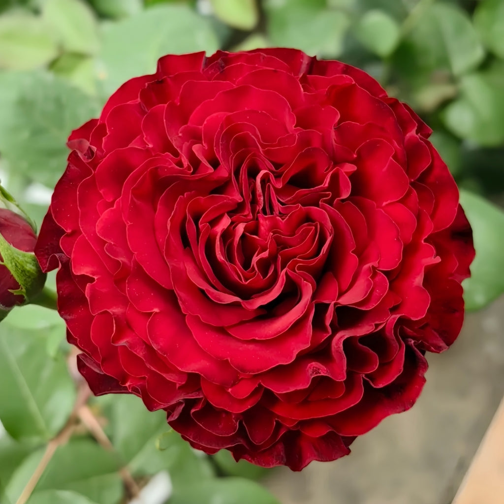 Hearts Rose