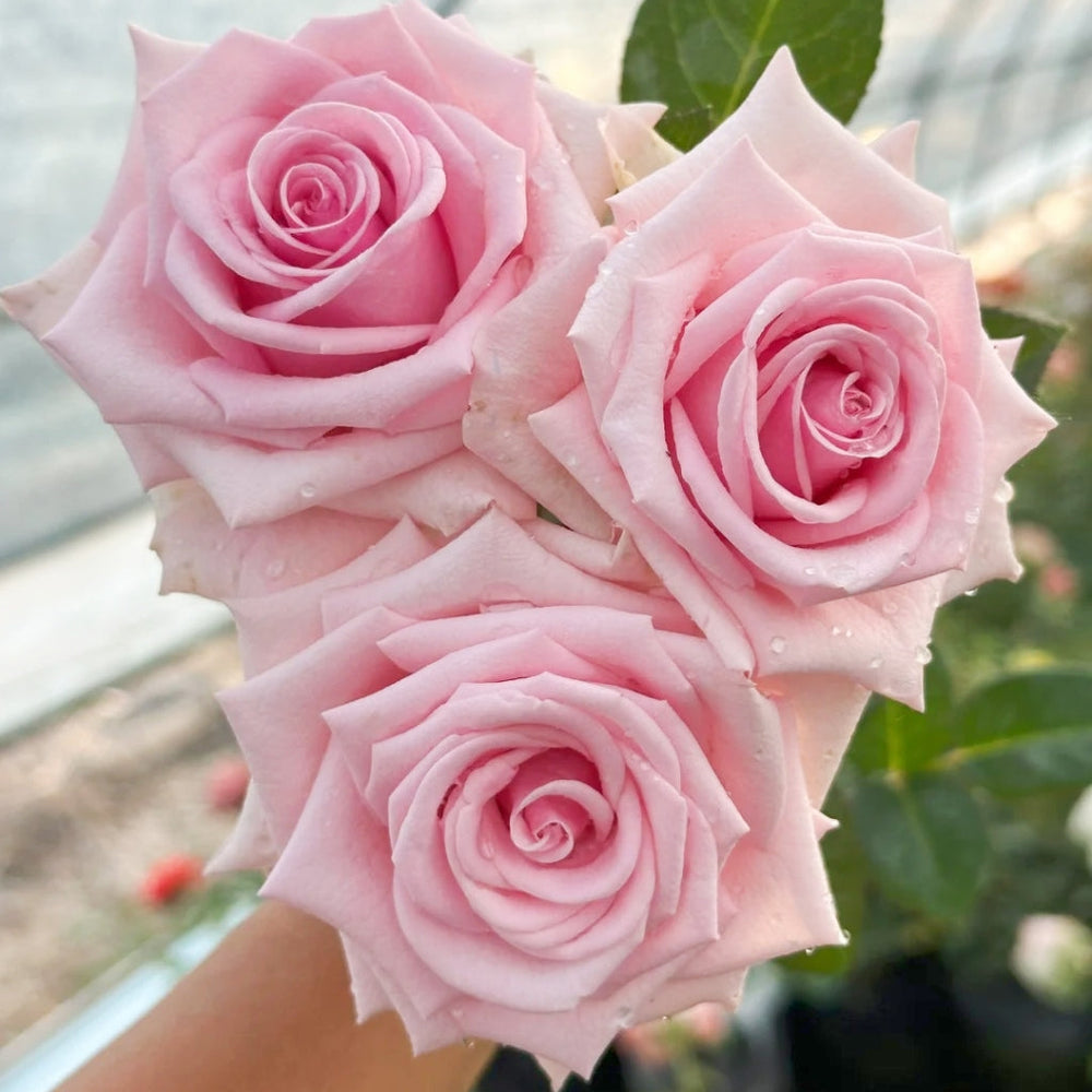 Heaven Rose