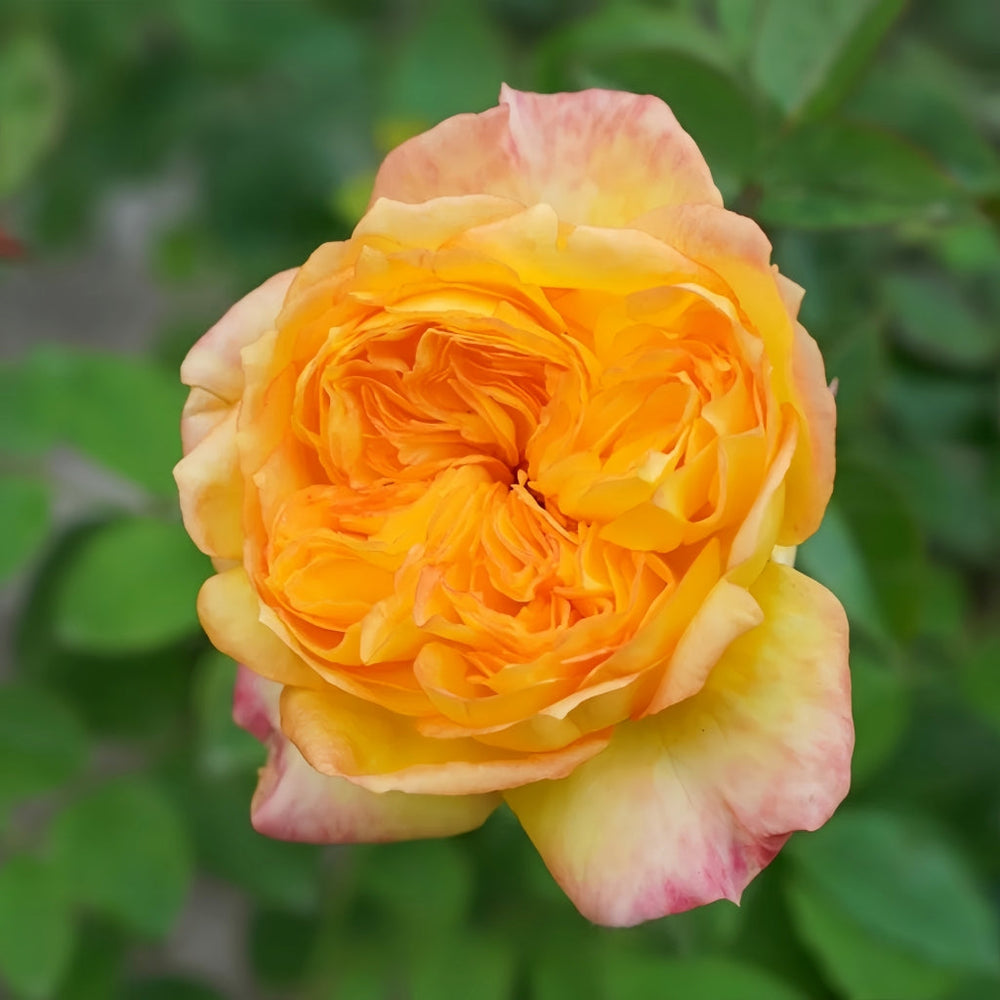 Henry Delbard Rose