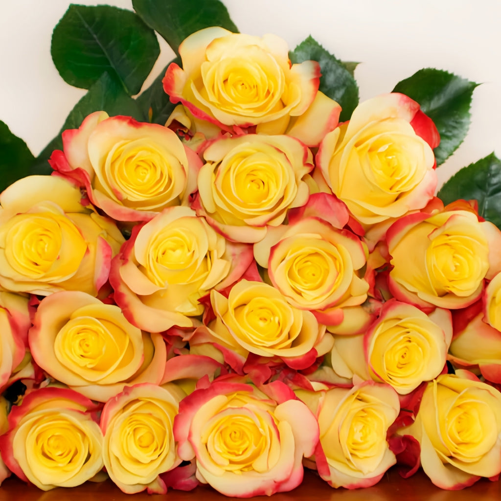 Hot Merengue Rose