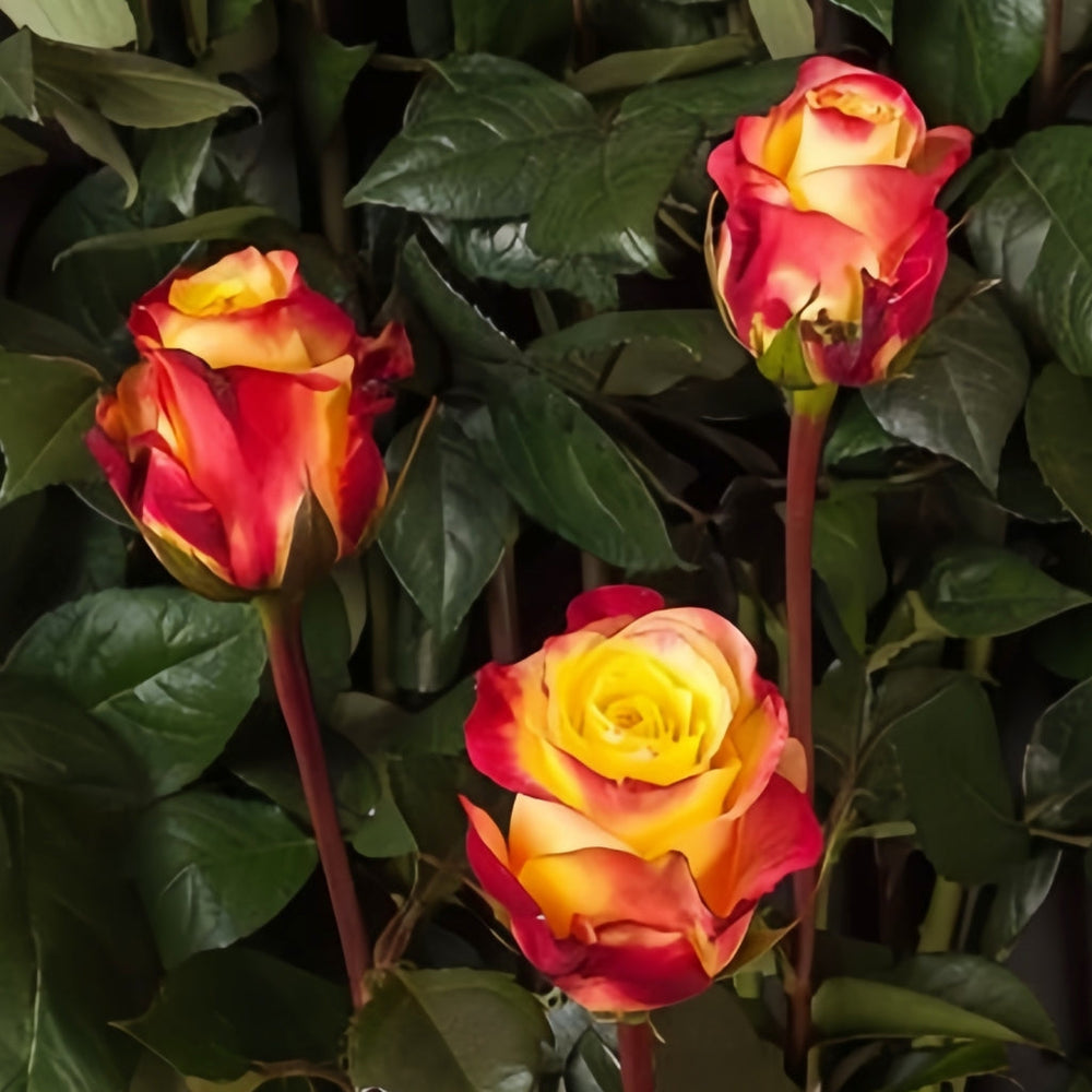 Hot Merengue Rose