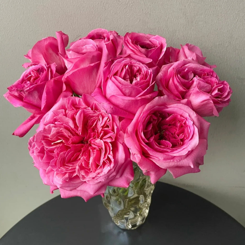 Hot X-pression Rose
