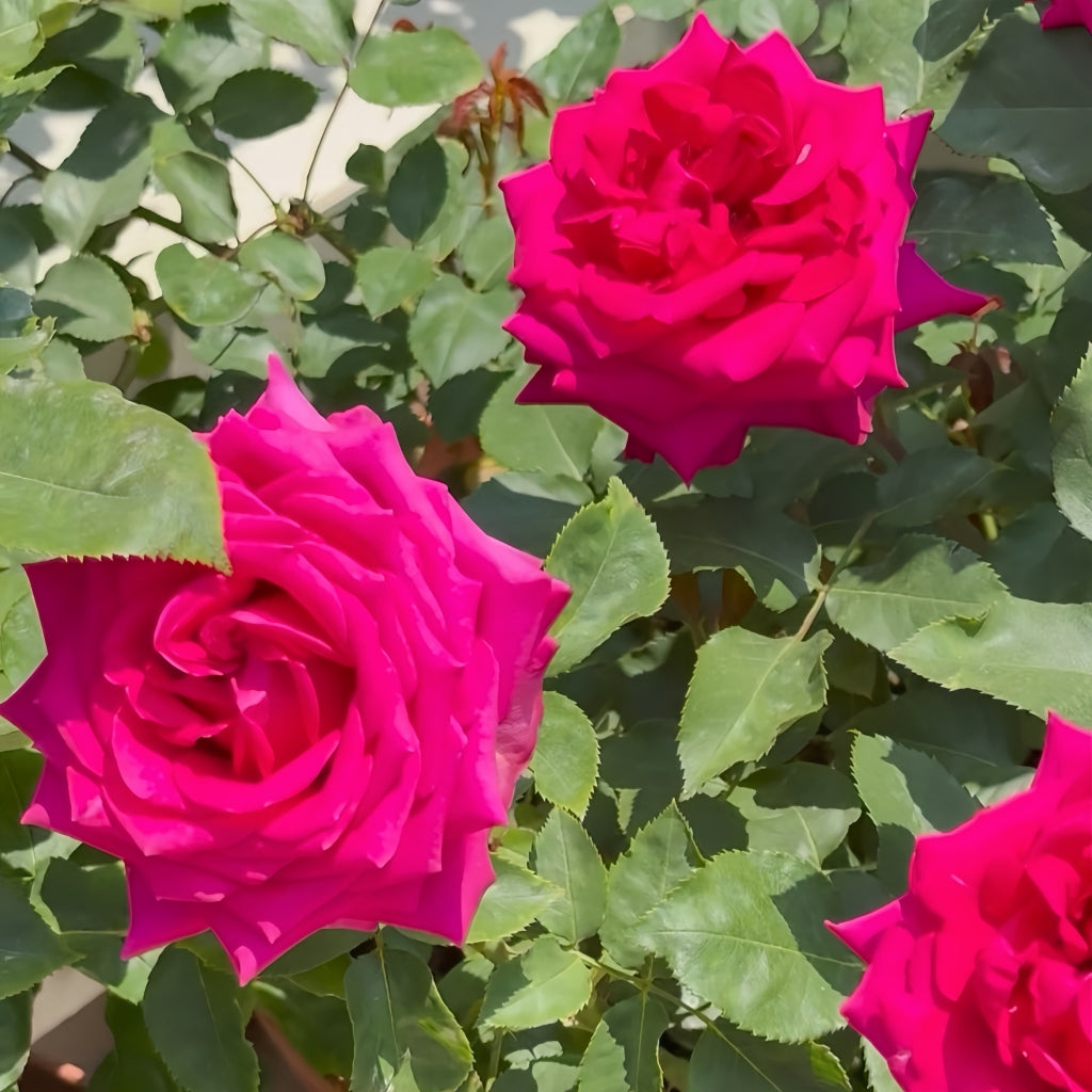 Hot X-pression Rose