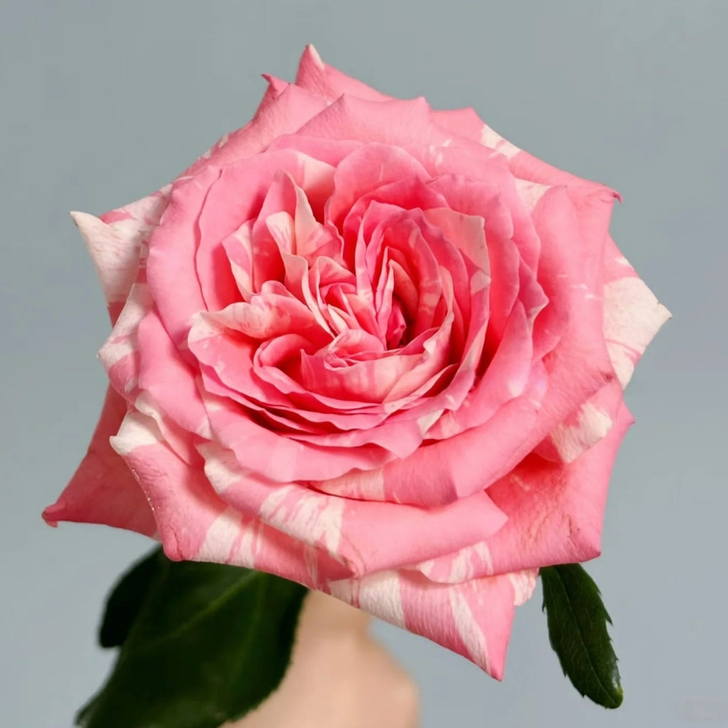 Huancai Rose