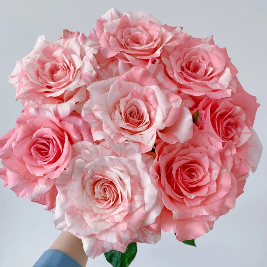 Huancai Rose