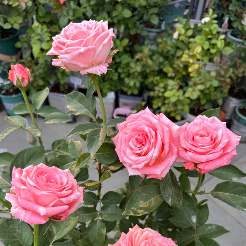 Huancai Rose