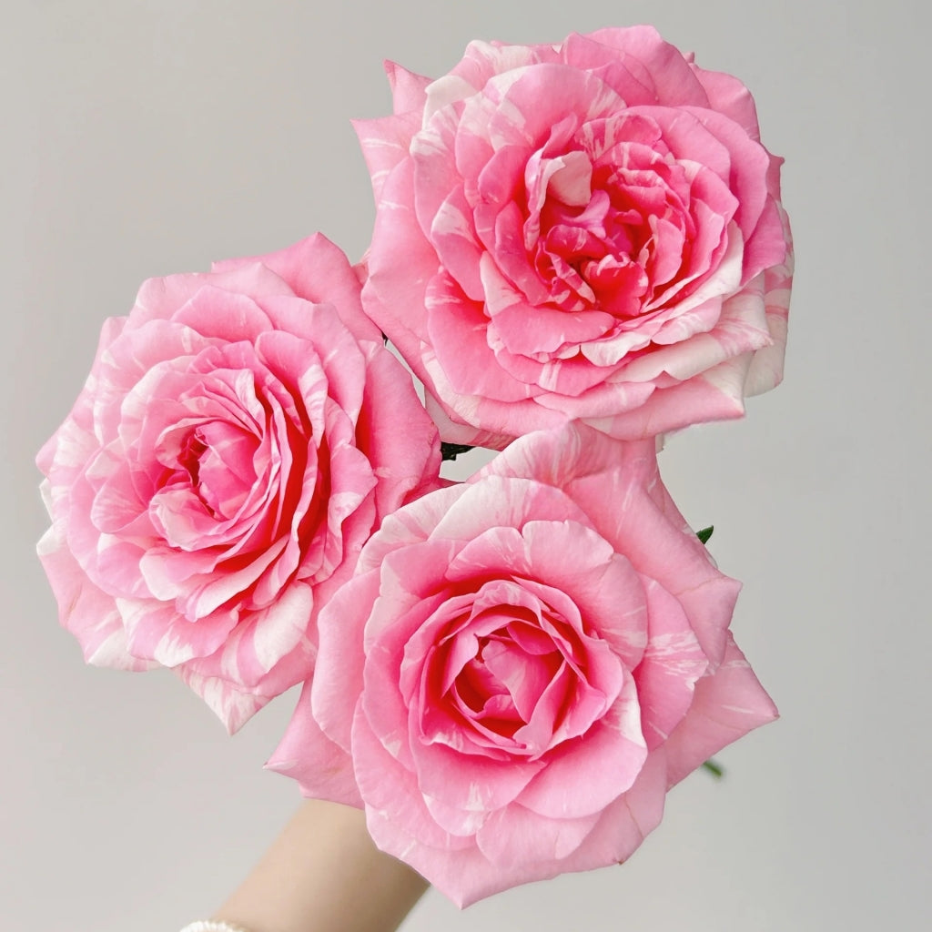 Huancai Rose
