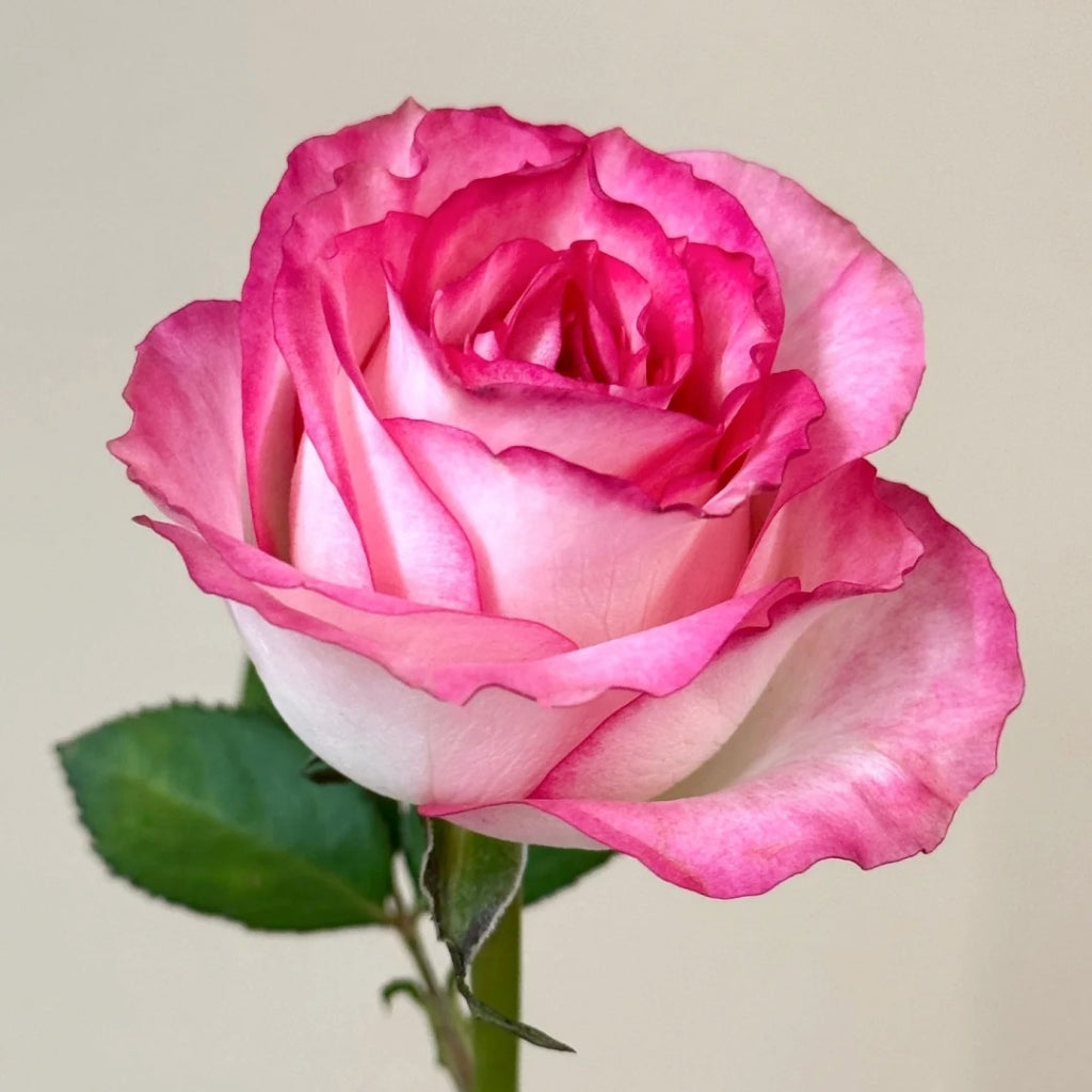 Ice Red Velvet Rose