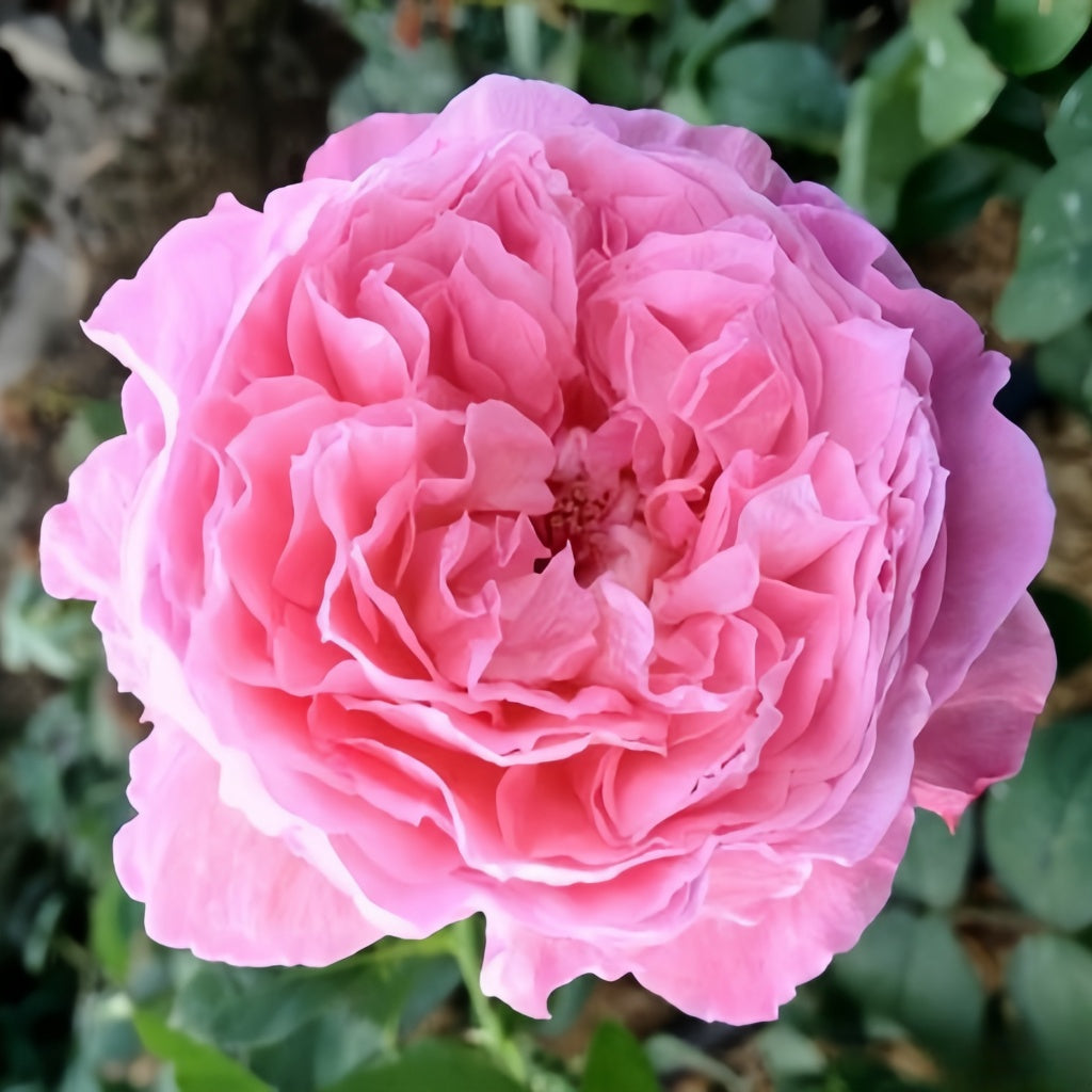 Ichika Rose