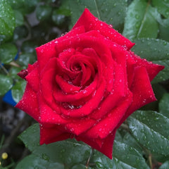 Ingrid Bergman Rose