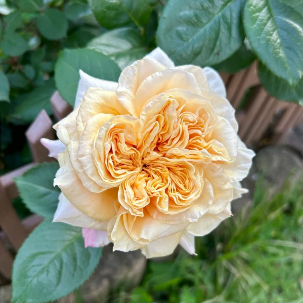 Issei Rose