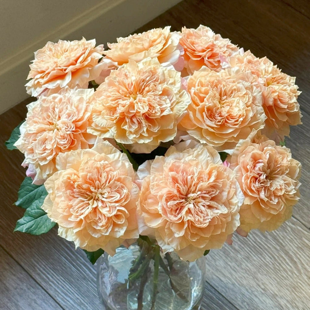Issei Rose