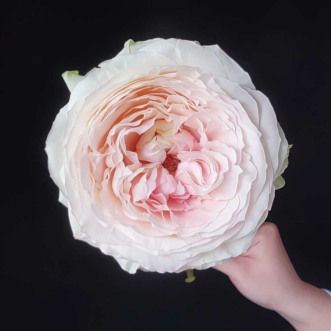 Jade Terrace Rose
