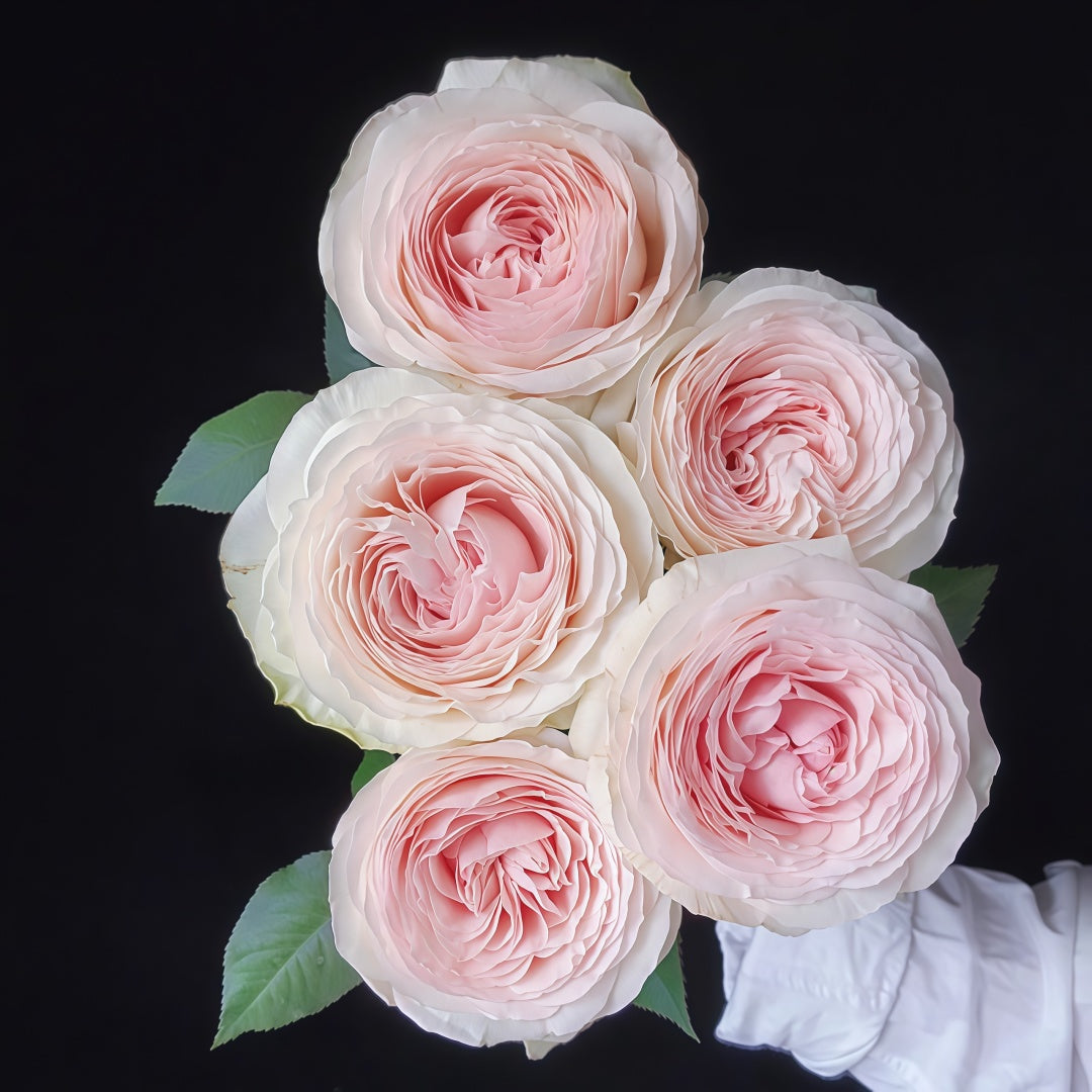 Jade Terrace Rose