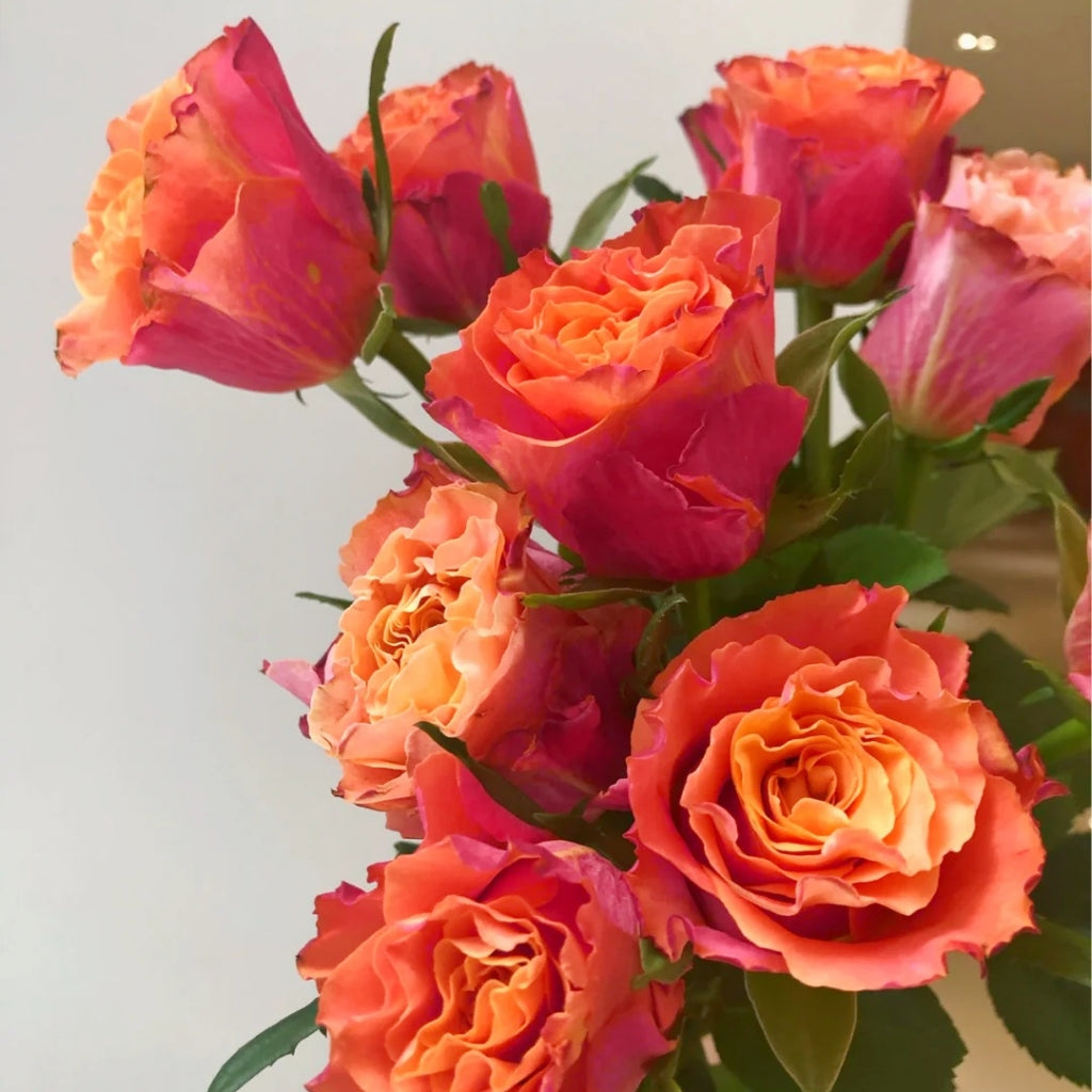 Jamaica Rose