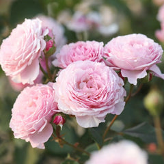 James Galway Rose