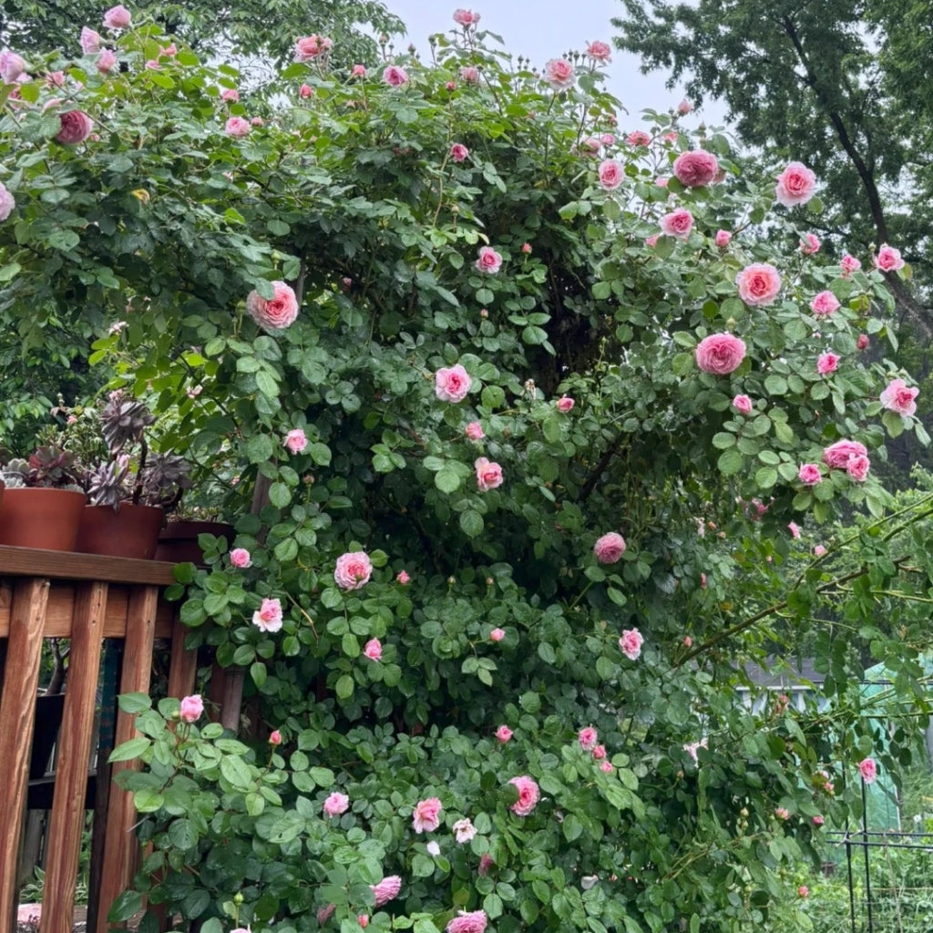 James Galway Rose