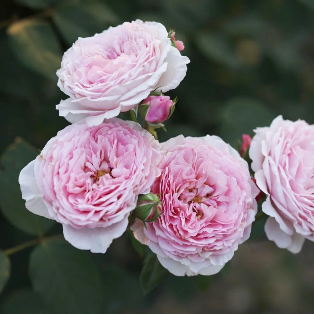 James Galway Rose