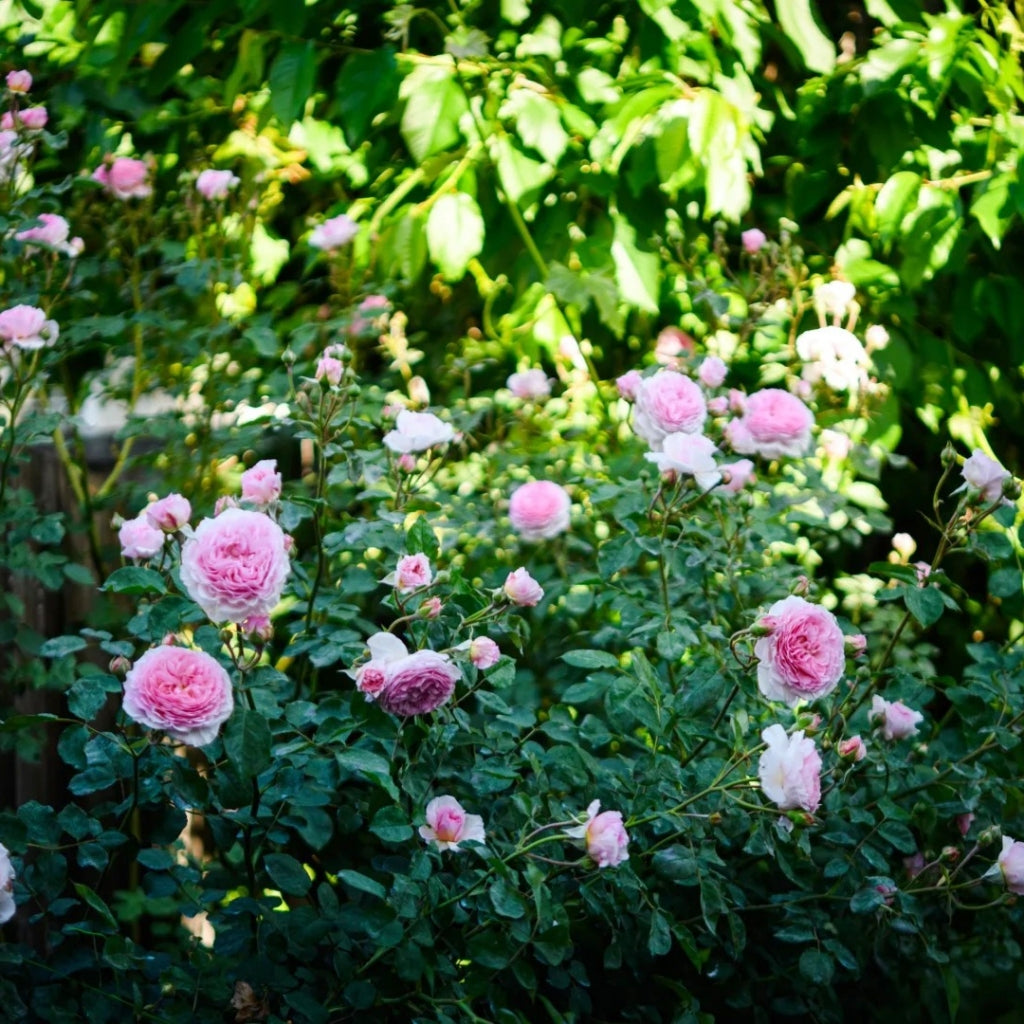 James Galway Rose