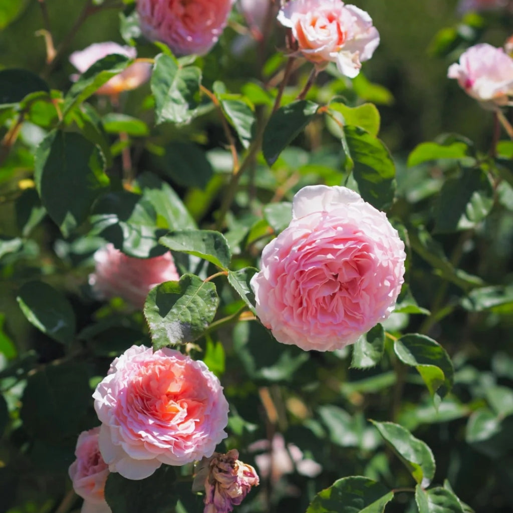 James Galway Rose