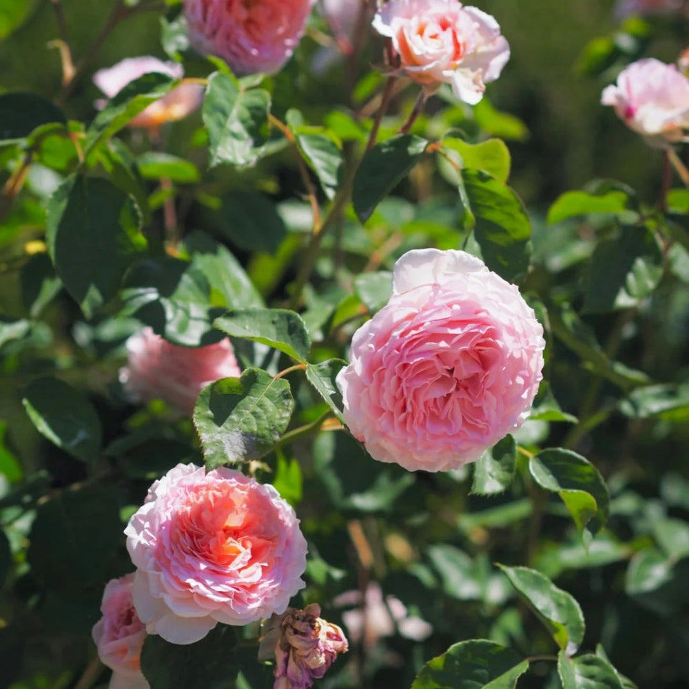 James Galway Rose