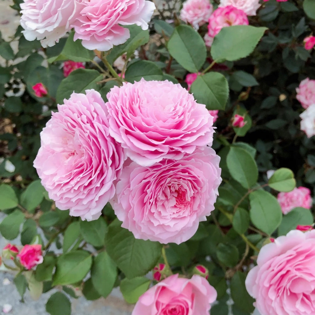 James Galway Rose