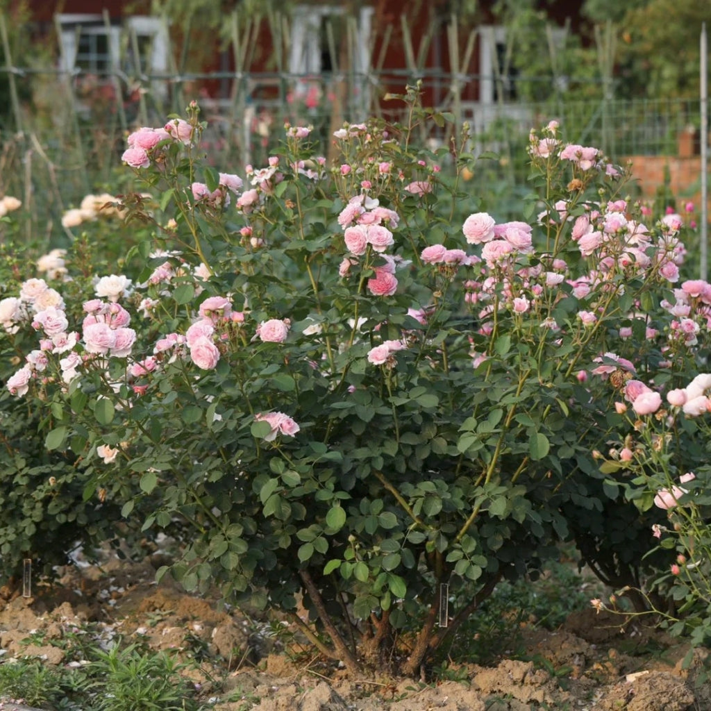 James Galway Rose