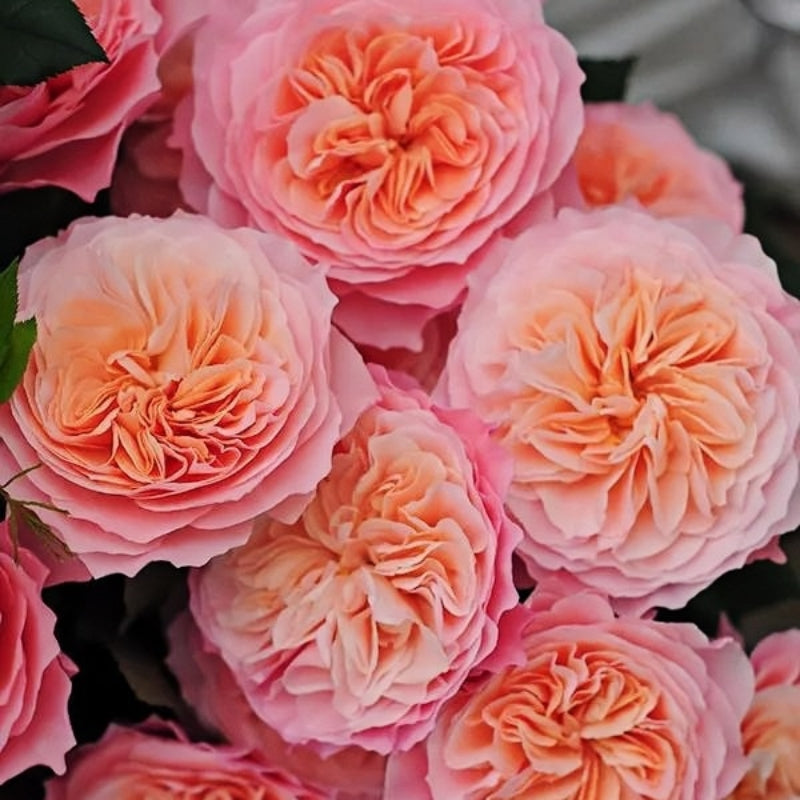 SEN Rose