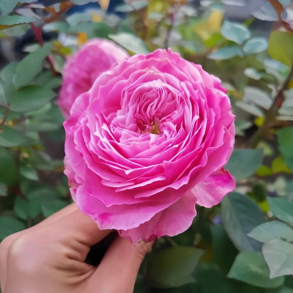 Jardin Parfumen Amoureuse